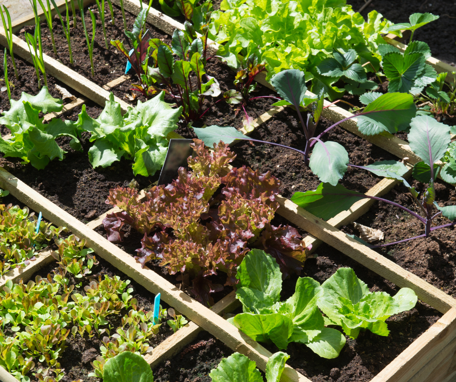 Fall gardening with vegetables.