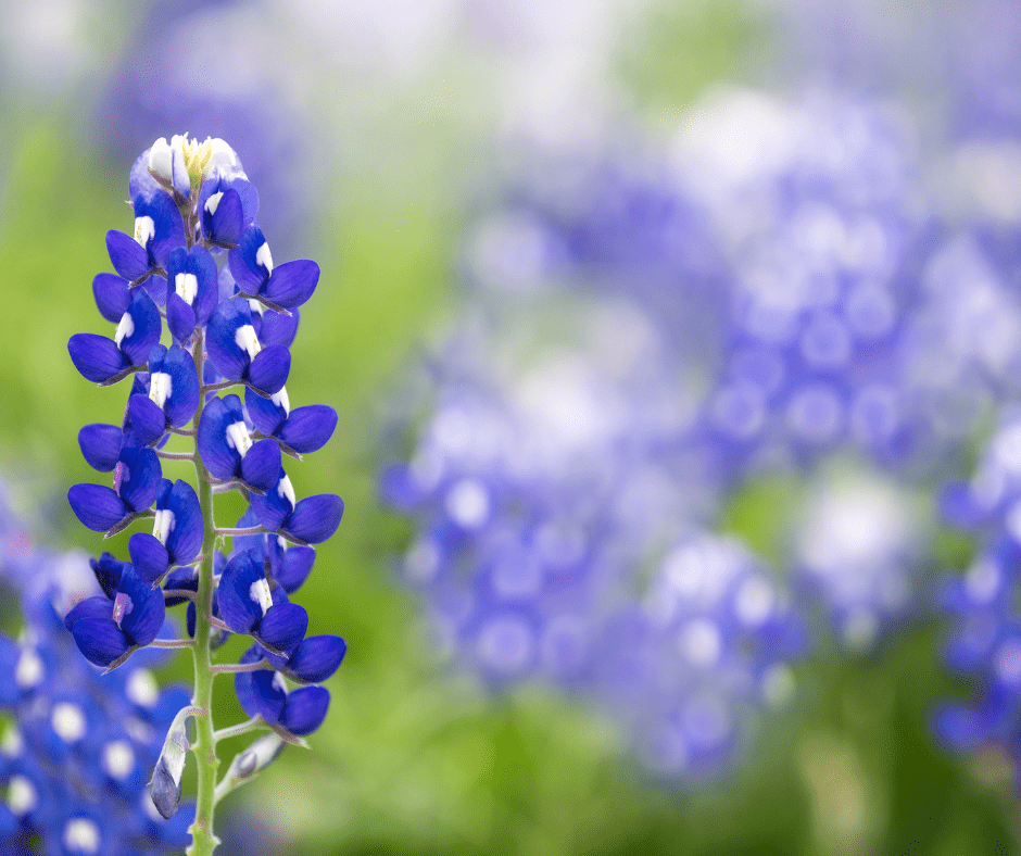 Bluebonnets