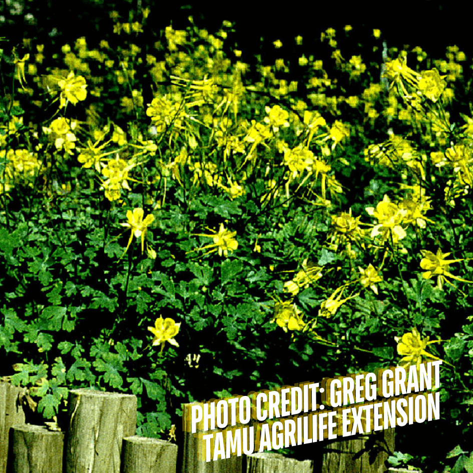 columbine Gold Columbine