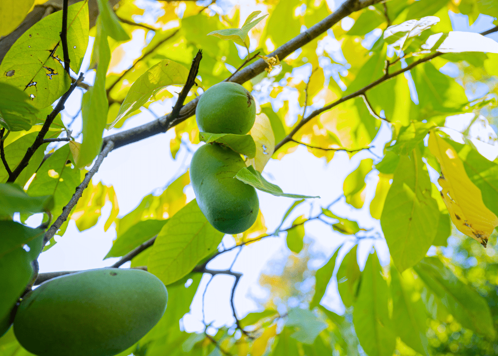 Paw Paw, native Texas edible fruit.