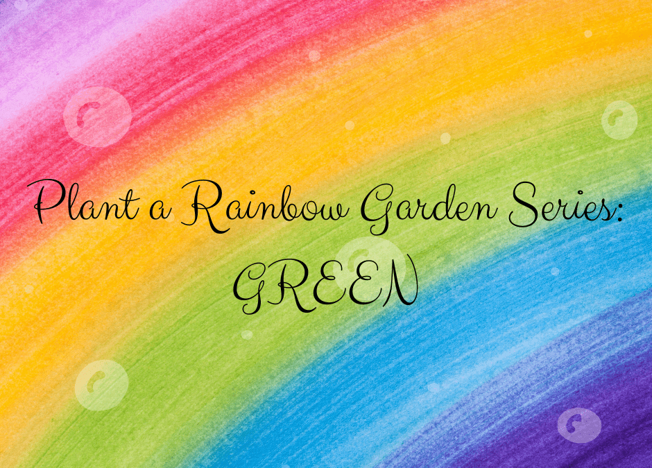 Evergreen and Semi-Evergreen Plants to Celebrate, well, Green!