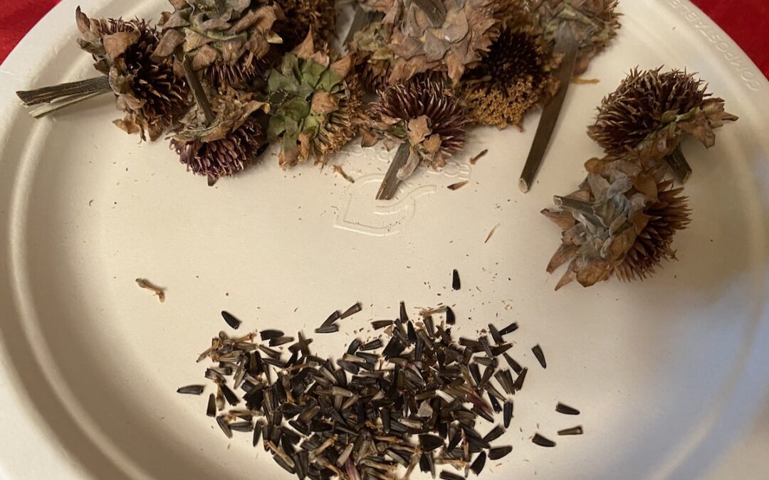 Collecting Seeds from Warm Weather Plants in Winter