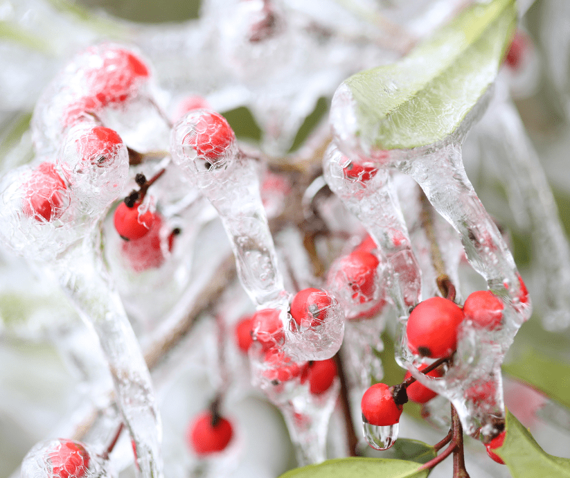 Plants after a freeze