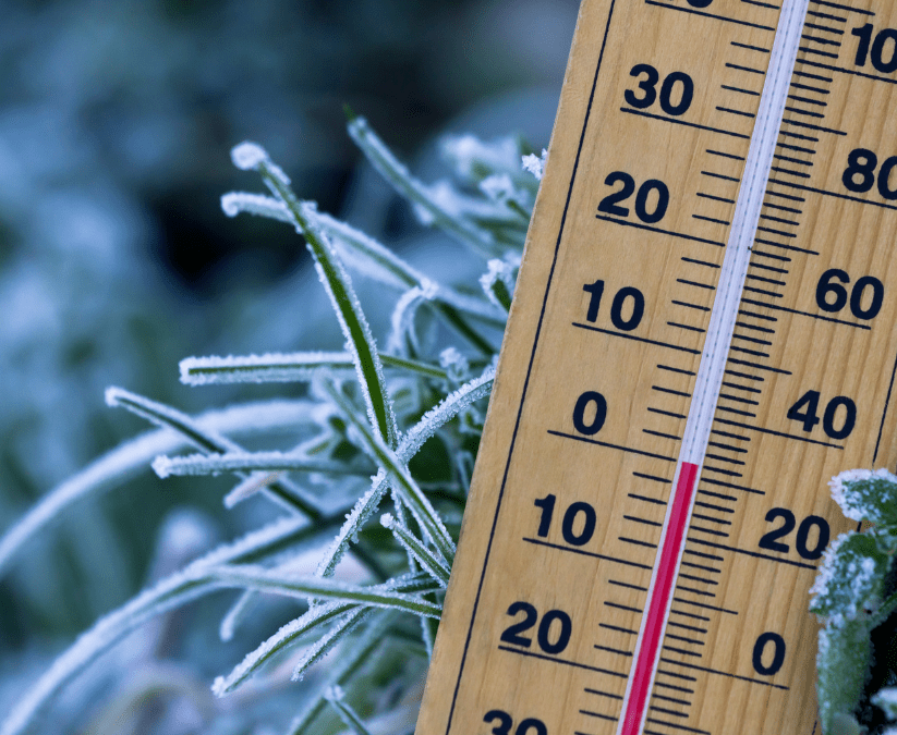 What Happens to Plants During a Freeze