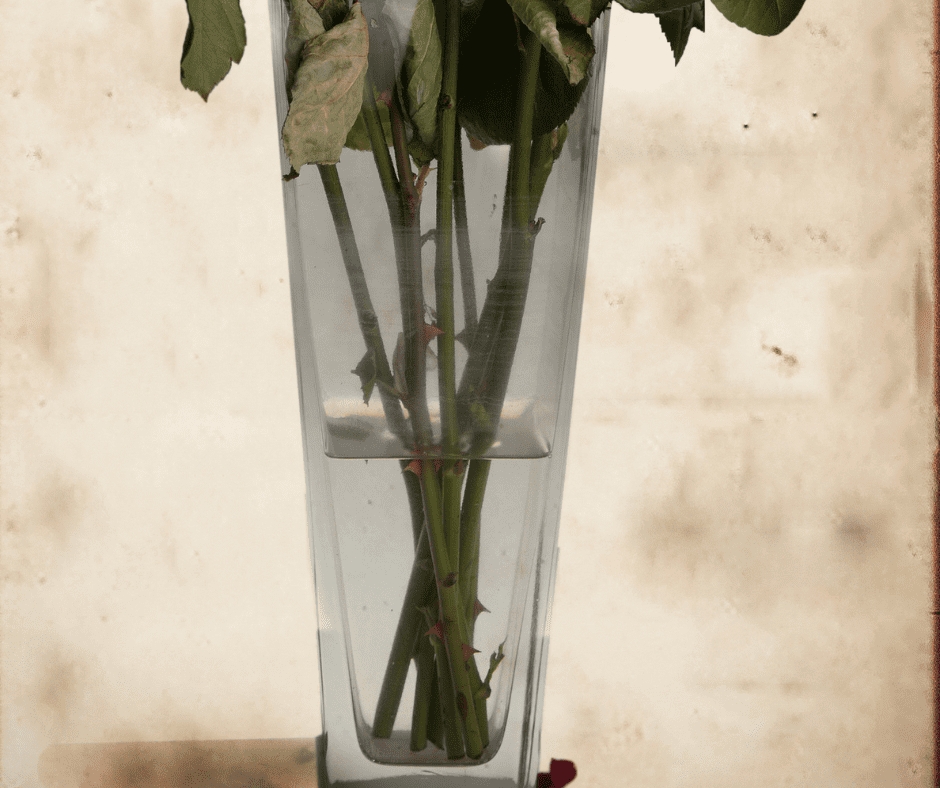 flowers-water Flowers in water