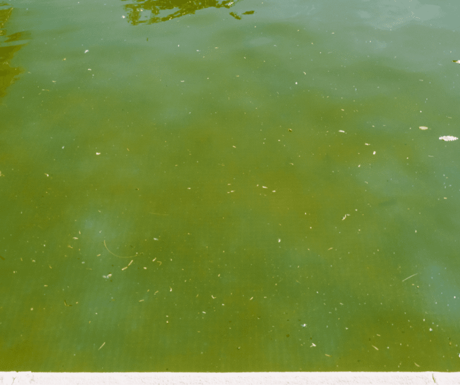 rotten-water Rotten water