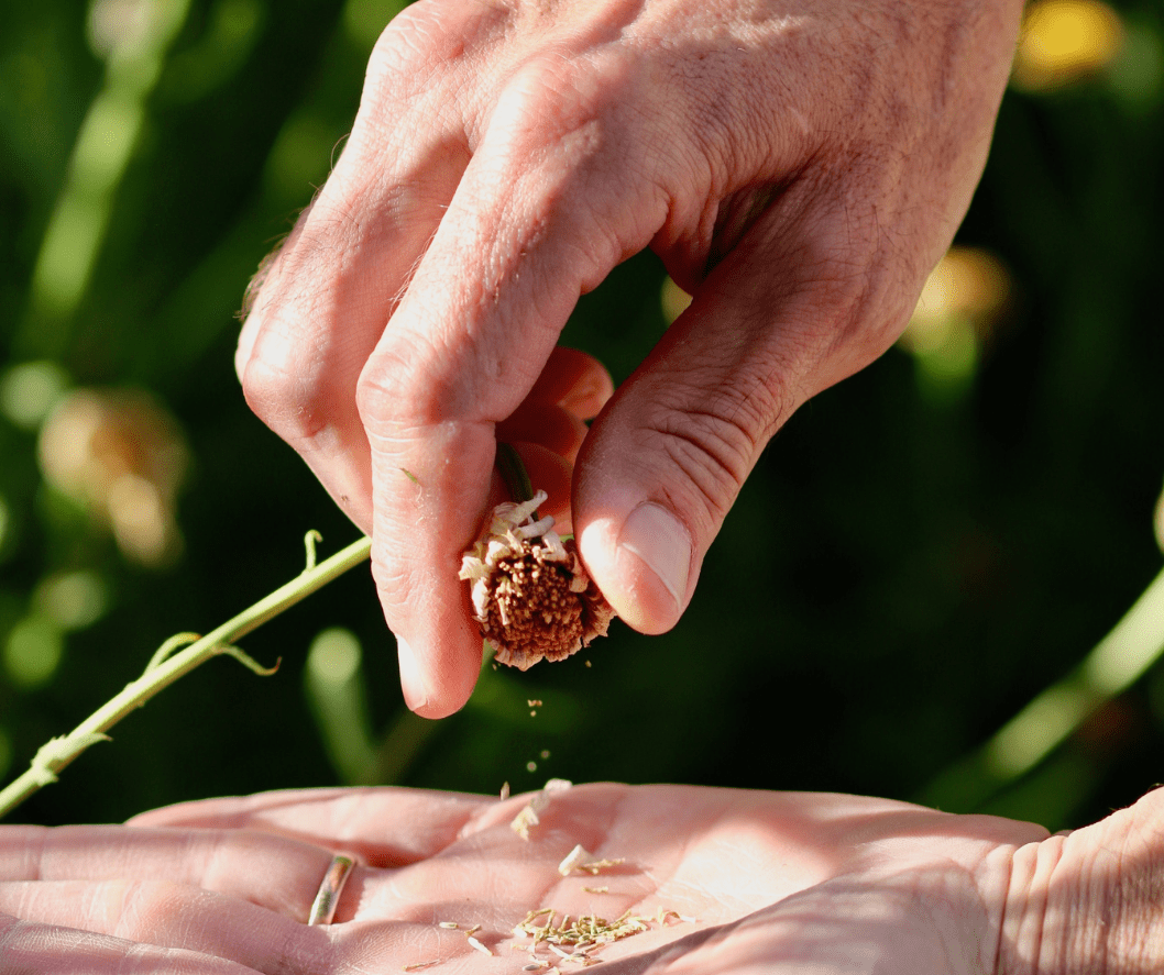 Collecting seeds.