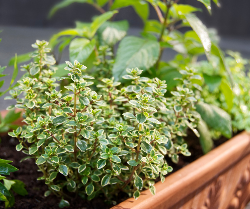 herbs-containers Herbs in containers