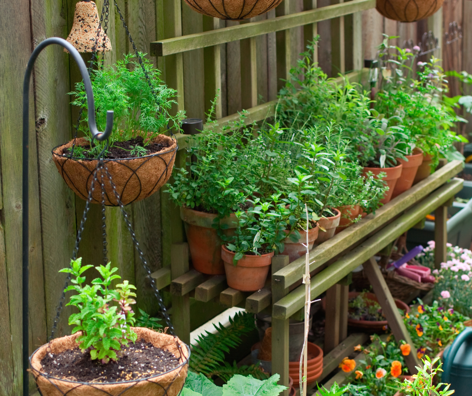 herbs-containers Herbs in containers