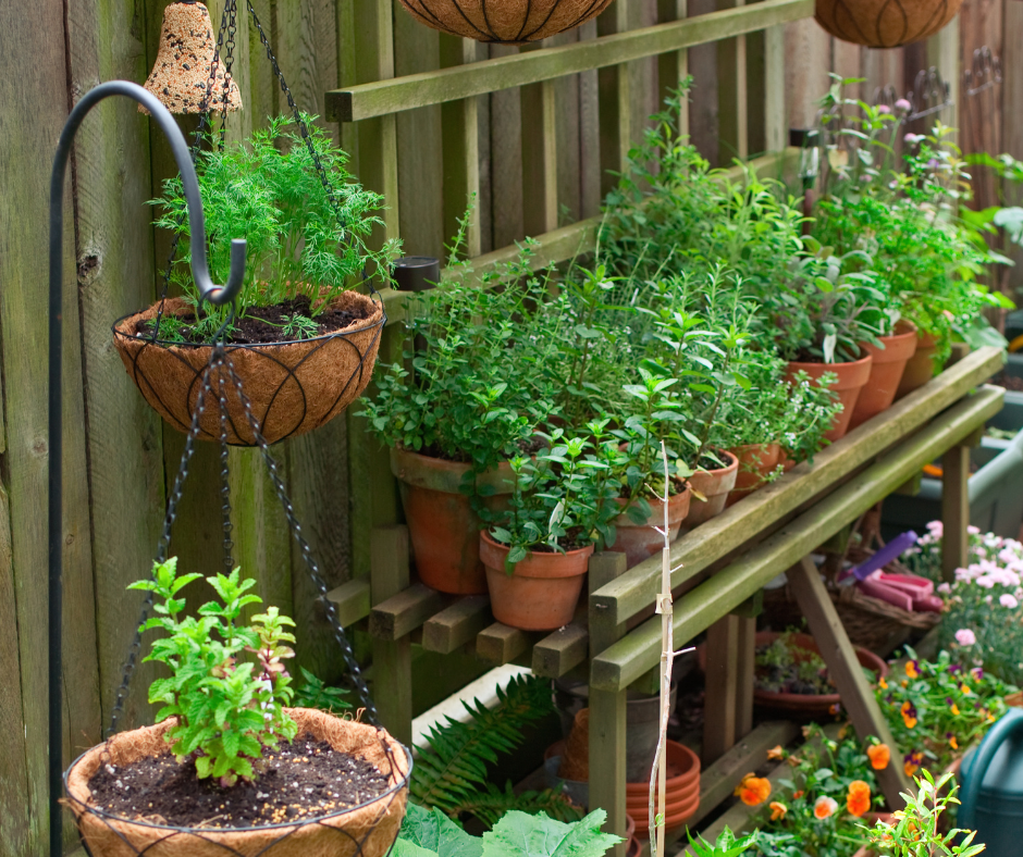 Herbs in containers