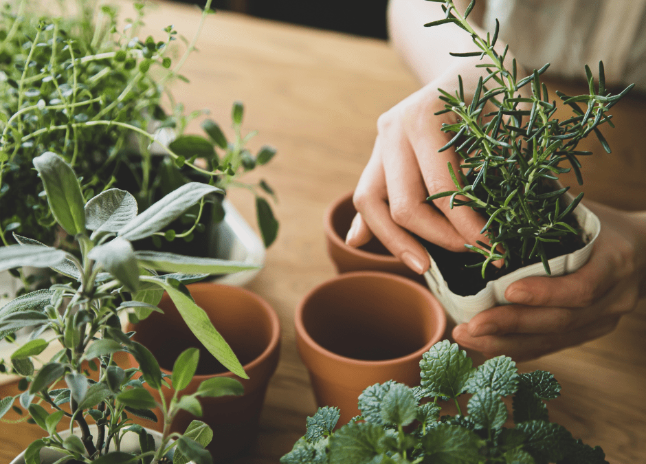 Planting cool season herbs in containers.