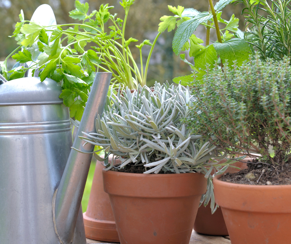 pots-herbs Pots of herbs
