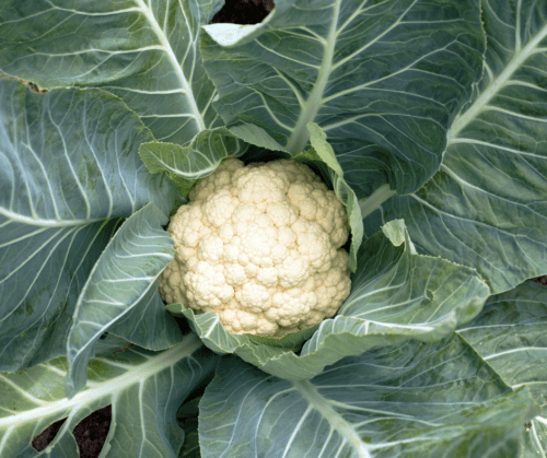 cauliflower-head Head of cauliflower