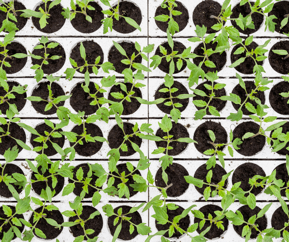 seedlings Seedlings