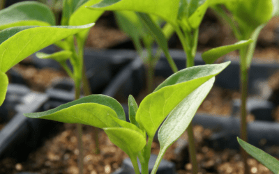 Growing Peppers by Seed in San Antonio, Texas