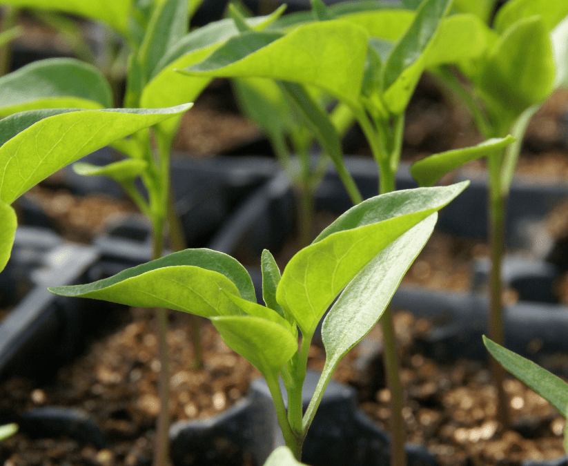 Growing Peppers by Seed in San Antonio, Texas