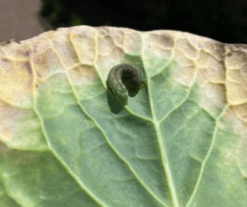 cabbage-looper Cabbage Looper