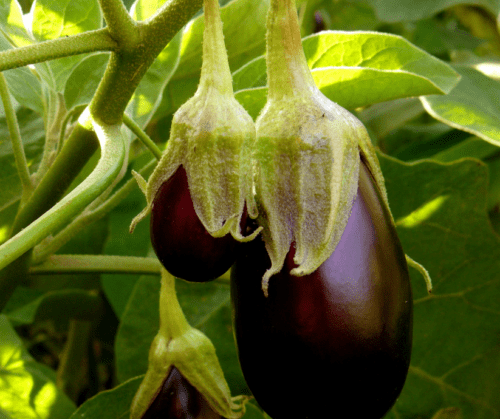 eggplant Eggplant