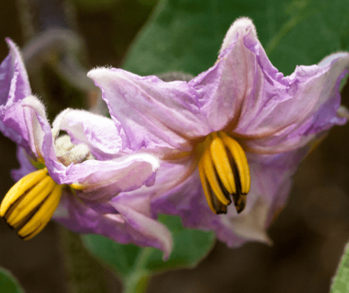 vegetable-flower Vegetable flower