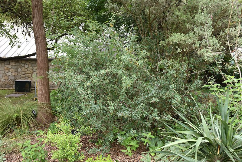 agarita agarita-ladybird-johnson-wildflower-center