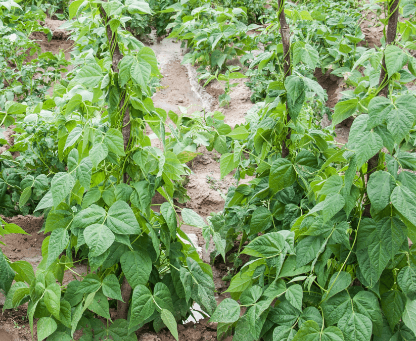 Green Bean plants