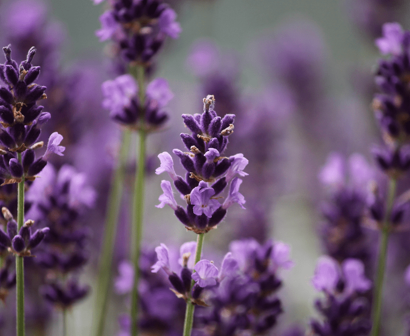 Lavender: Growing Tips for Texas; Love it and Leave it Alone