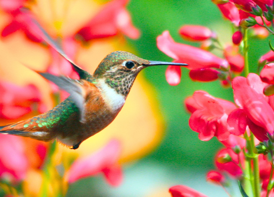 Fun Facts About Hummingbirds
