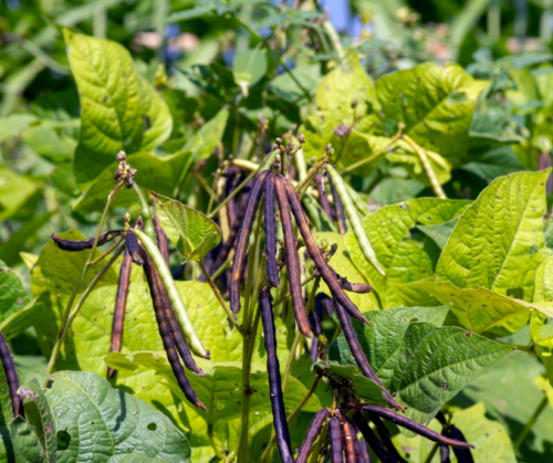 garden-vegetables Garden vegetables.