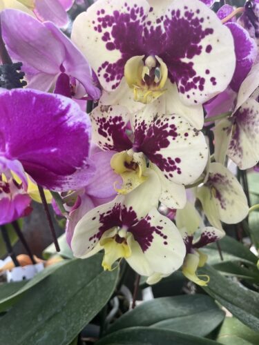 76598656123__1A226D05-9D2D-4BFF-9DD7-A4E3869081CF Orchids