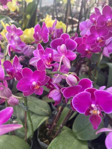 growing-orchids Growing orchids