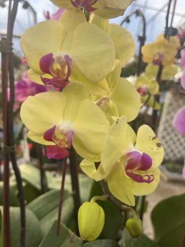 yellow-orchids Yellow orchids