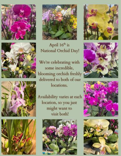 orchid-collage Orchid collage