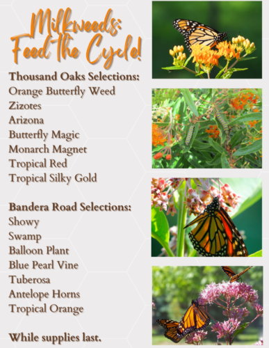 Copy of Featured Plants collage (6) Agastache with butterfly and bee on it.