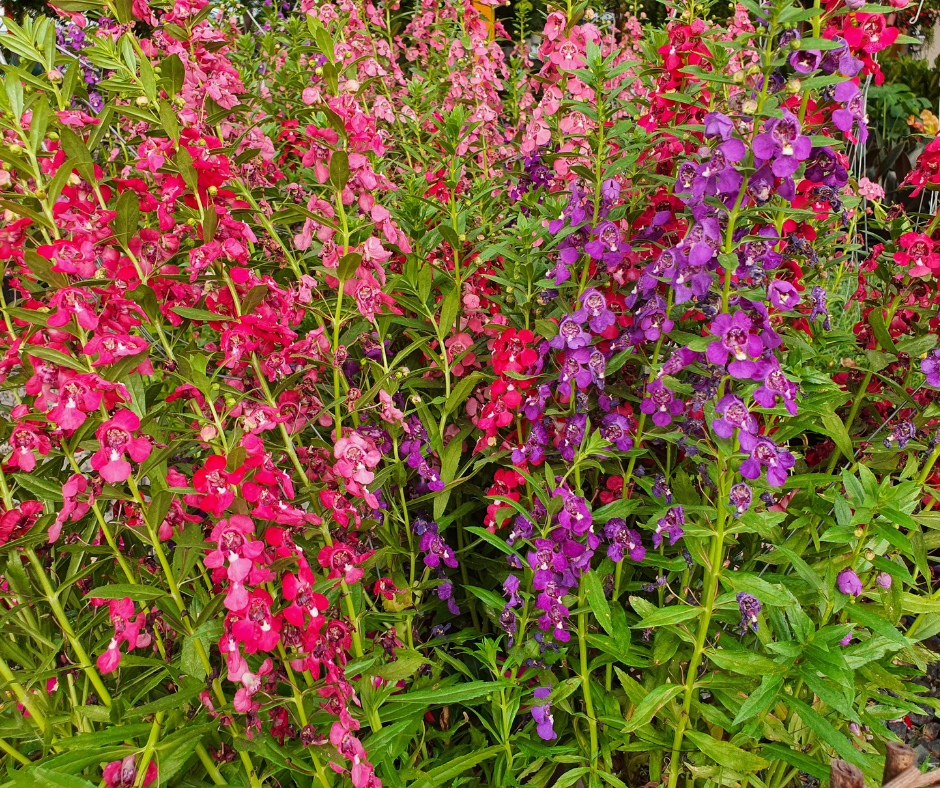 angelonia-flowers Angelonia flowers