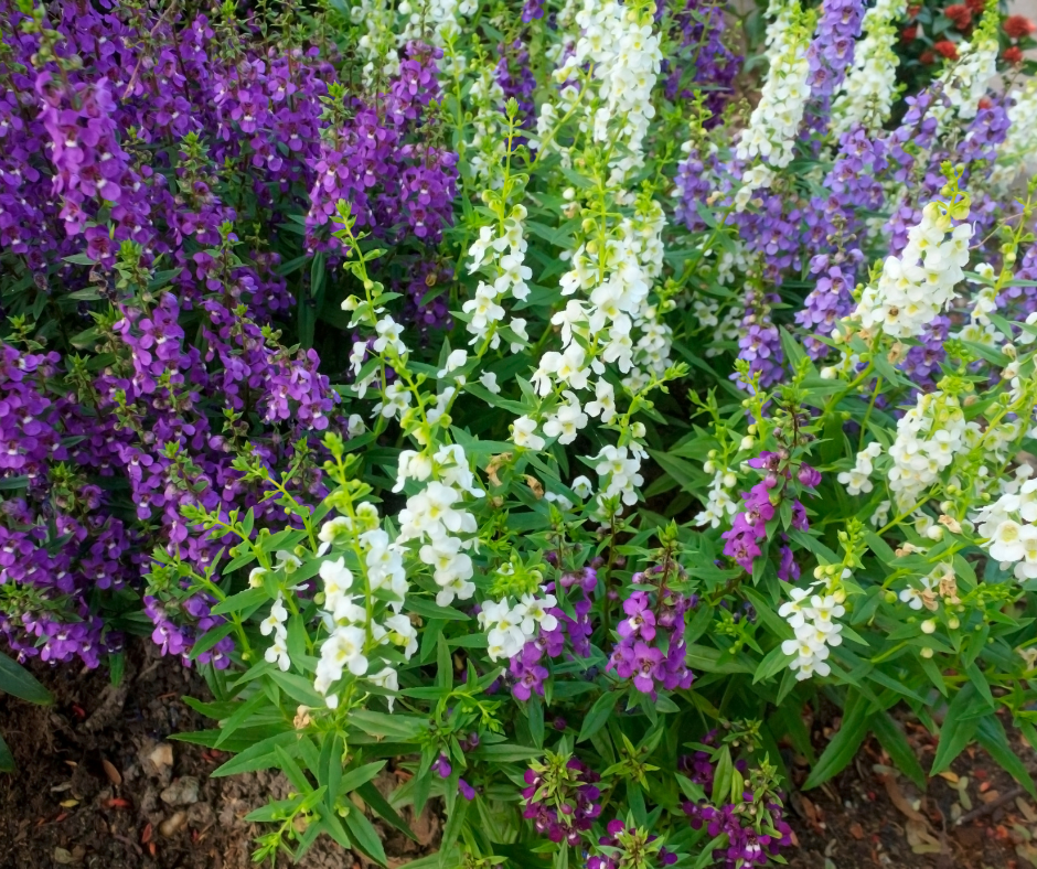angelonia-flowers Angelonia flowers
