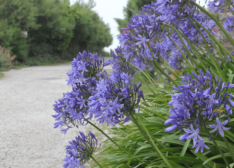 Perennial Flowers: Agapanthus and Daylily, Reliable Bloomers.