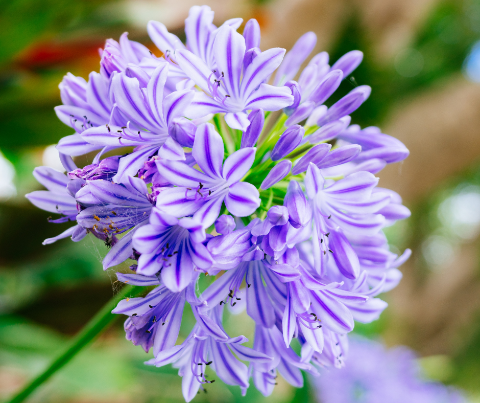 flowering-perennial-agapanthus Flowering perennial agapanthus.
