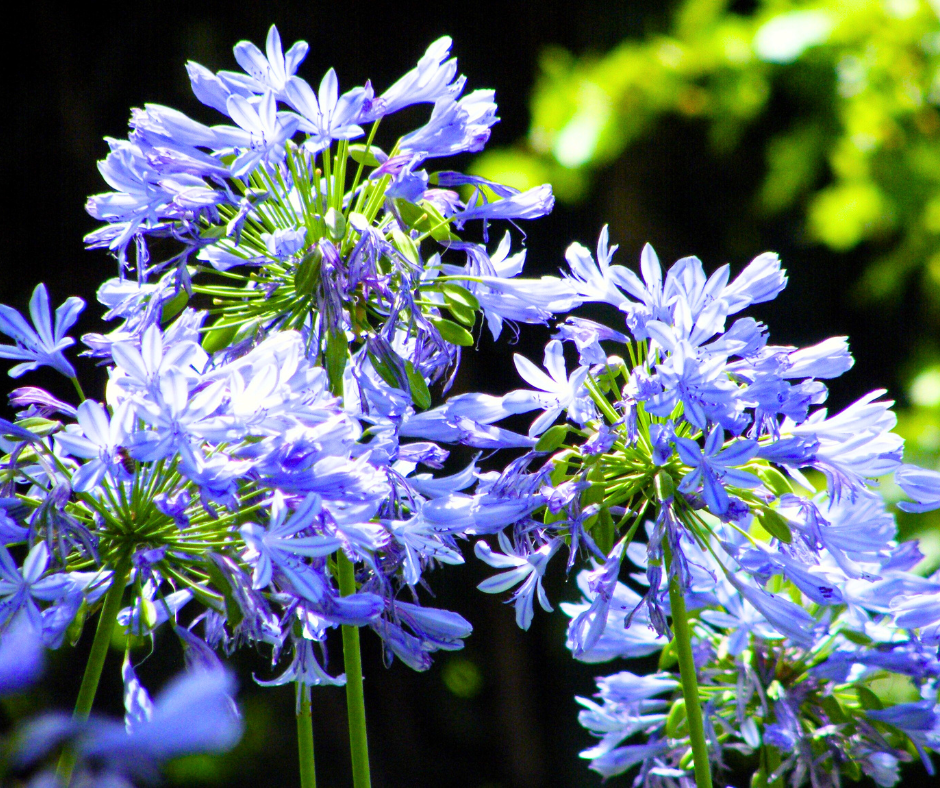 agapanthus-lily-of-the-nile agapanthus-lily of the nile