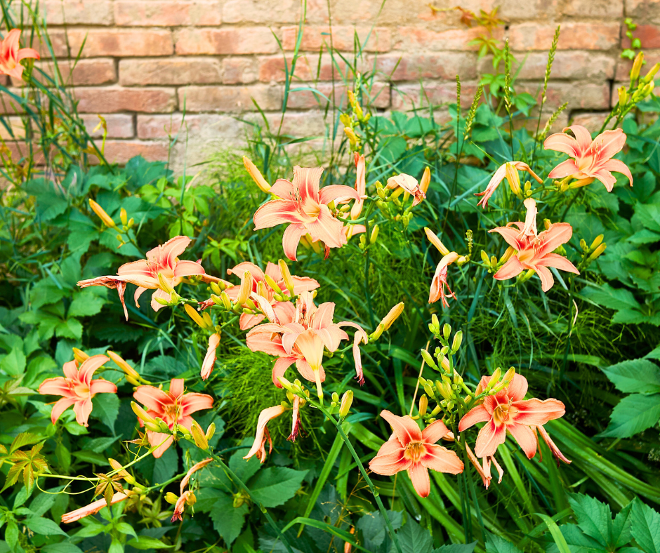 flowering-perennial-daylily daylilies