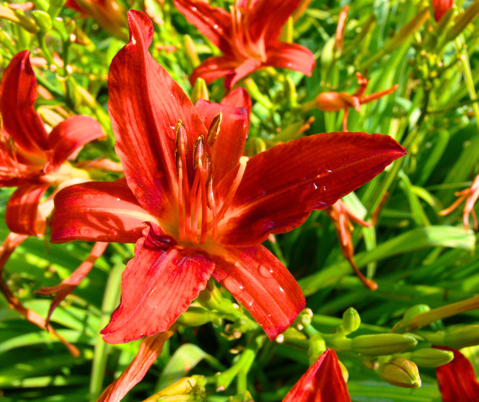 red-daylily daylily