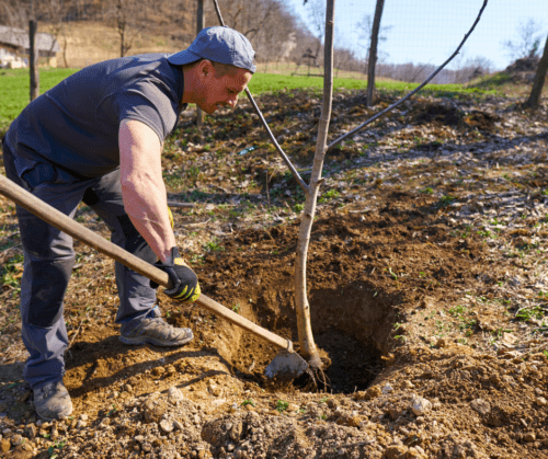 late-spring-planting-trees Late spring planting of trees need to be finished by late April