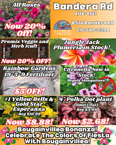 Seed potatoes in stock!.PNG (22) Bandera weekly highlights.