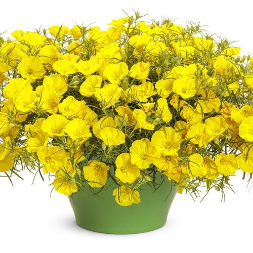 calylophus-proven-winners Proven Winners pot of calylophus.
