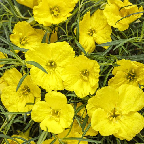 calylophus-proven-winners Calylophus