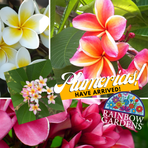 plumeria A good gardening hack is spraying peppers plant's foliage with water.