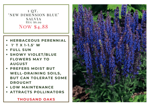 salvia Lion's Tail