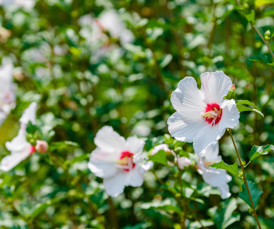 althea-rose-of-sharon Althea-Rose of Sharon