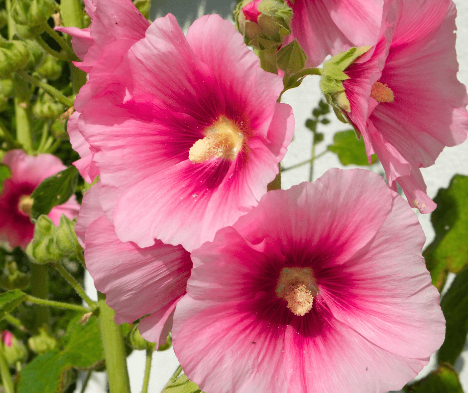 growing-althea-pink Pink Althea
