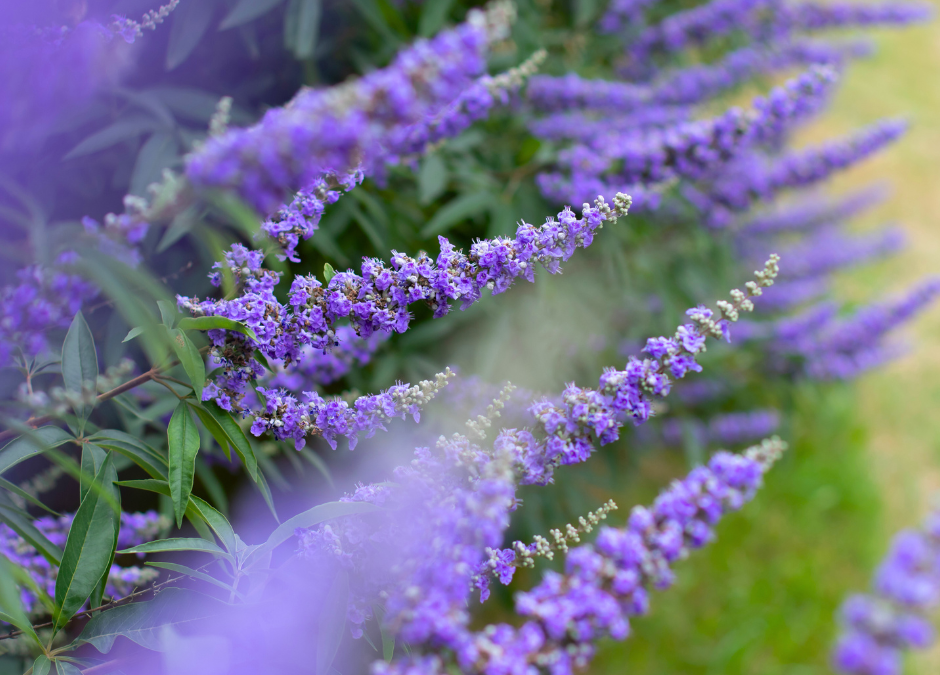 Close up of vitex