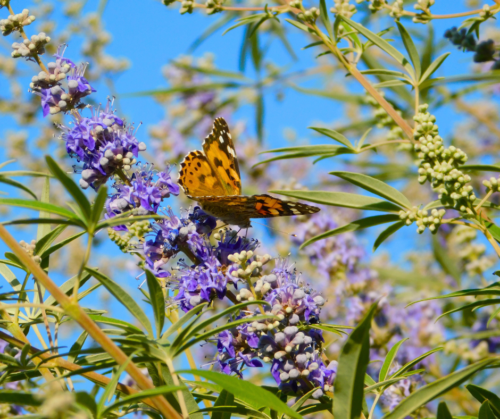 vitex-chaste-tree-butterfly Vitex, Chaste Tree, with butterfly.